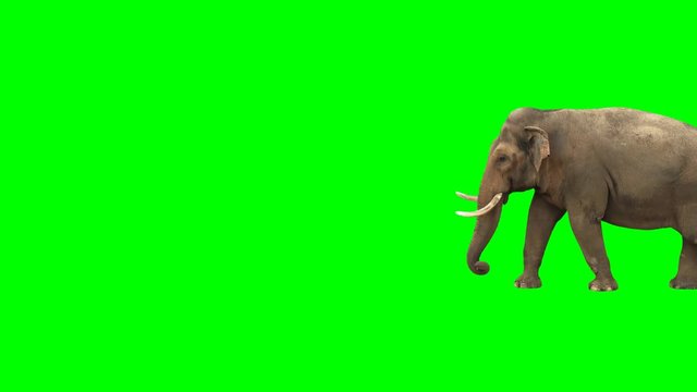 Indian elephant walking across the frame on green screen, real shot, isolated with chroma key, perfect for digital composition, cinema, 3d mapping