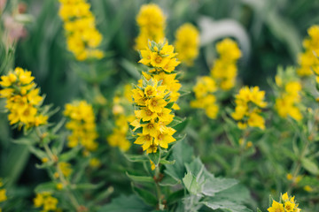 Yellow tabacco flower