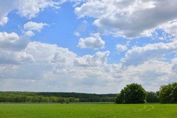 Field of young green wheat and blue sky with clouds