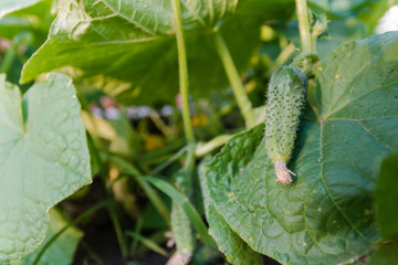 Small cucumber on a bed. The young cucumber spet on a bed.