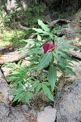 dragon arum (Dracunculus vulgaris) flower in Samaria Gorge - Crete (Greece)