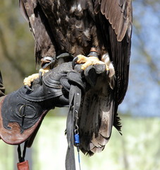 Seeadler