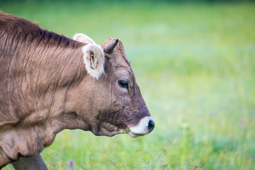 eine gesunde Kuh weidet auf einer natürlichen Wiese