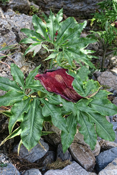 dragon arum (Dracunculus vulgaris) flower in Samaria Gorge - Crete (Greece)