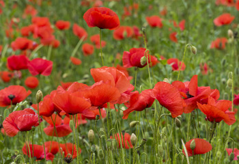 Naklejka premium Orange Poppy Flowers bloom in Italy