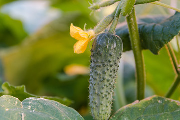 Small cucumber on a bed. The young cucumber spet on a bed.