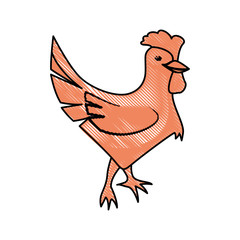 Rooster farm animal