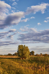 Landscape with green and yellow grass with beautiful clouds in the background on a bright sunny day