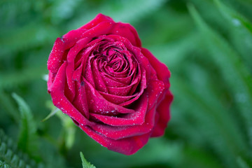 Red rose rain drops
