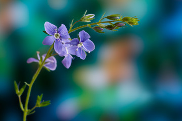 Germander speedwell, or Veronica chamaedrys -  herbaceous perennial species of flowering plant