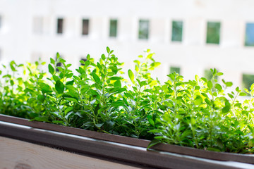 Fresh herbs in a wooden tub