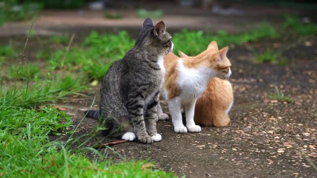 Cat is playing in the garden