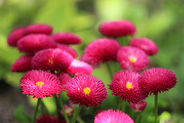 English Daisy Red - flowering pink spring flowers, beautiful background