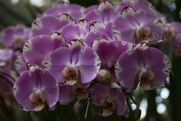 Obraz na płótnie Canvas Pink orchids in Singapore Orchids Garden