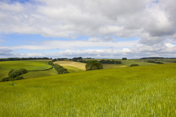 green barley fields