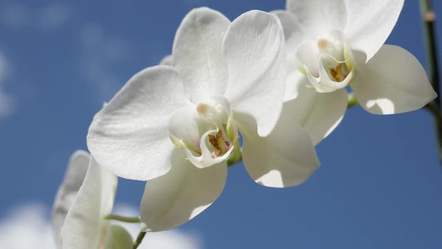 Phalaenopsis amabilis flower against blue sky 4K 2160p 30fps UltraHD footage - Moth orchid cultivated plant outdoor 3840X2160 UHD video