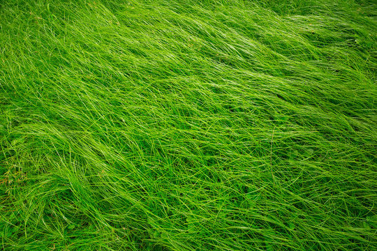 Green long grass in the wind, Green background