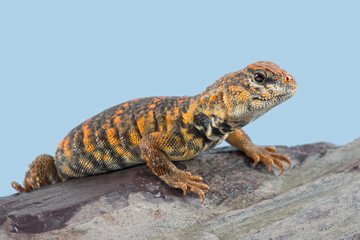 Fototapeta premium Saharan Spiny Tailed Lizard (Uromastyx geyri)/Uromastyx Geyri lizard basking on rock