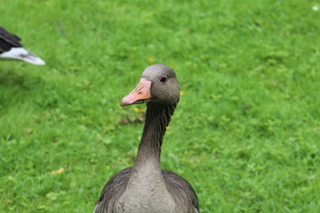 Erstaunte Gans