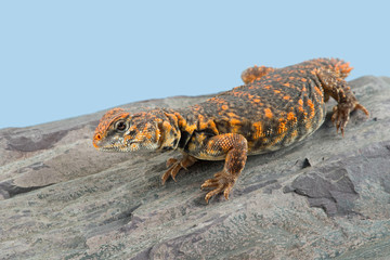 Obraz premium Saharan Spiny Tailed Lizard (Uromastyx geyri)/Uromastyx Geyri lizard basking on rock