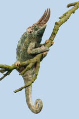 Fototapeta premium Chameleon (Trioceros jacksonii)/Jackson’s Chameleon climbing tree branch