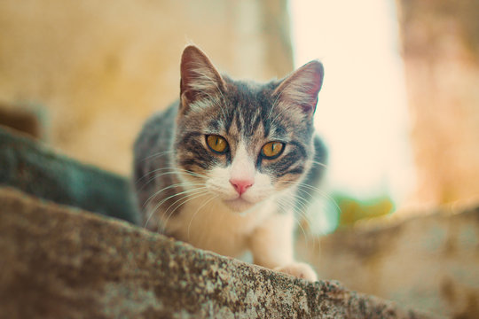 Curious Cat Loli