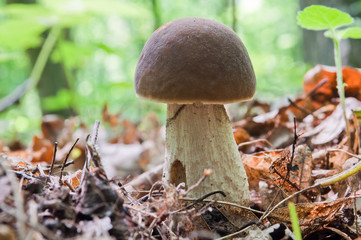 Edible brown mushroom - Leccinum scabrum