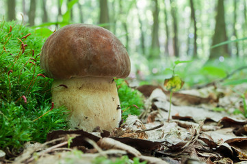 Mushroom (Boletus edulis) growing in forest.