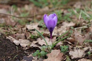 Krokus im Wald