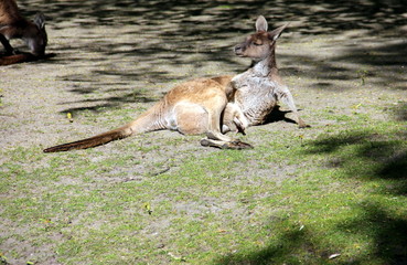 Känguru mit Jungem