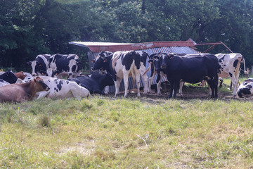 Kühe