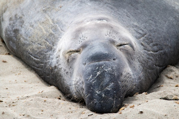 Elephant seals on the beach in Piedras Blancas, California