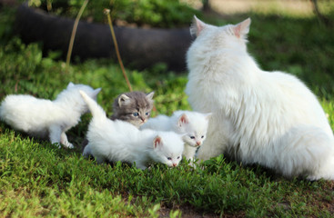 White cat with grey, white and black kittens on grass resting, summer