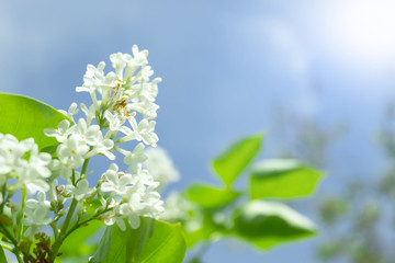 Blooming white lilac against the sky