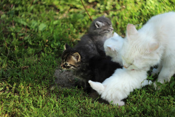 White cat with kittens on grass resting