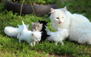 White cat with kittens on grass resting © lyudmilka_n