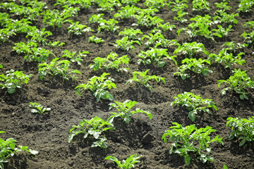 Outdoor bed with potato bushes