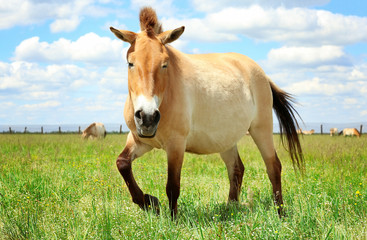 Mongolian wild horse in pasture on summer day