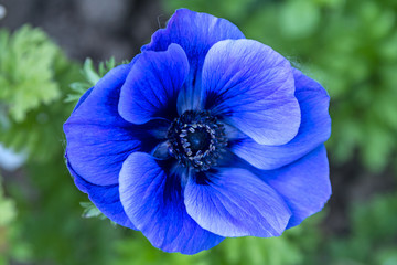 Anemone blue flower