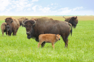 Wild bison in steppe on summer day