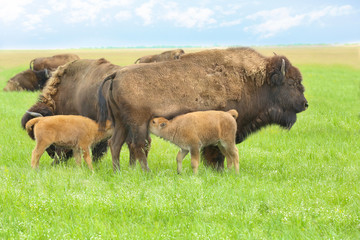 Wild bison in steppe on summer day