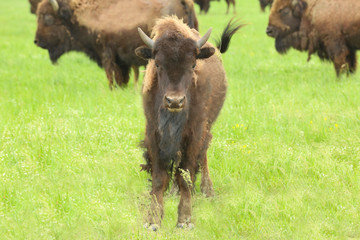 Wild bison in steppe on summer day