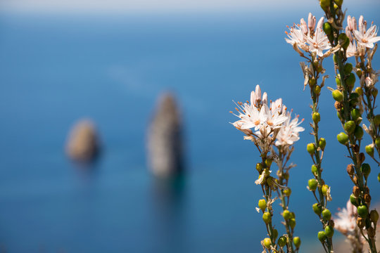 Asphodeloideae blossoms and sea stacks in the Tyrrhenian Sea