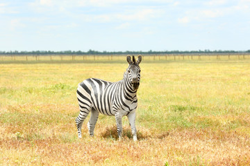 Fototapeta na wymiar Zebra in wildlife sanctuary on summer day