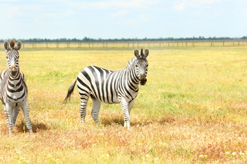 Fototapeta na wymiar Zebras in wildlife sanctuary on summer day