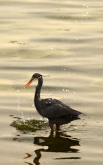Black Heron splashing Water Droplets in Evening Sea
