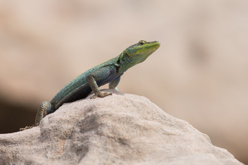 Naklejka na ściany i meble Male Platysaurus lizard on a rock in Mapungubwe, South Africa.