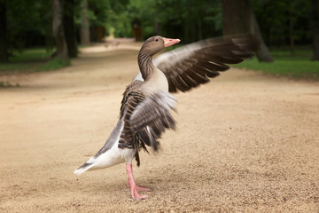 Funny goose in beautiful park