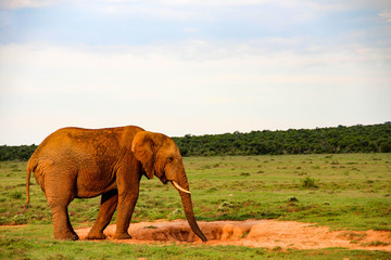 Fototapeta na wymiar African elephant in Addo Elephant National Park, South Africa