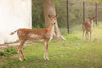 Cute funny deer in zoological garden